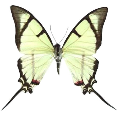 Mexican kite swallowtail